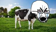 animal bloodshot_eyes cow crying glasses irl objectsoy open_mouth soyjak stubble thick_eyebrows variant:cryboy_soyjak // 1200x675 // 1.1MB