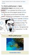 fish jewish_nose jews variant:chudjak wikipedia // 481x869 // 238.3KB
