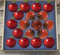 apple glasses grin irl leaf multiple_soyjaks rotten sad soyjak stubble subvariant:wholesome_soyjak variant:gapejak withered wojak // 2238x2053 // 5.3MB