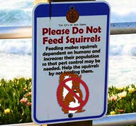animal arm ear full_body glasses hand irl leg mustache no_symbol open_mouth soyjak squirrel subvariant:feralsquirrel tail text variant:feraljak // 382x352 // 59.4KB