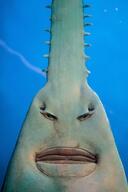 shark variant:chudjak // 605x908 // 136.2KB