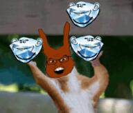 4soyjaks angry animated ear gem glasses irl open_mouth smile soyjak squirrel stubble subvariant:feralsquirrel variant:feraljak variant:impish_soyak_ears // 379x323 // 488.9KB