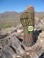 award cactus desert meta:tagme object prick smug variant:soyak // 800x1067 // 1.7MB