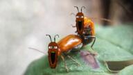 2soyjaks antenna brown_skin bug glasses irl open_mouth sex soyjak stretched_mouth stubble variant:markiplier_soyjak yellow_teeth // 1280x720 // 365.4KB